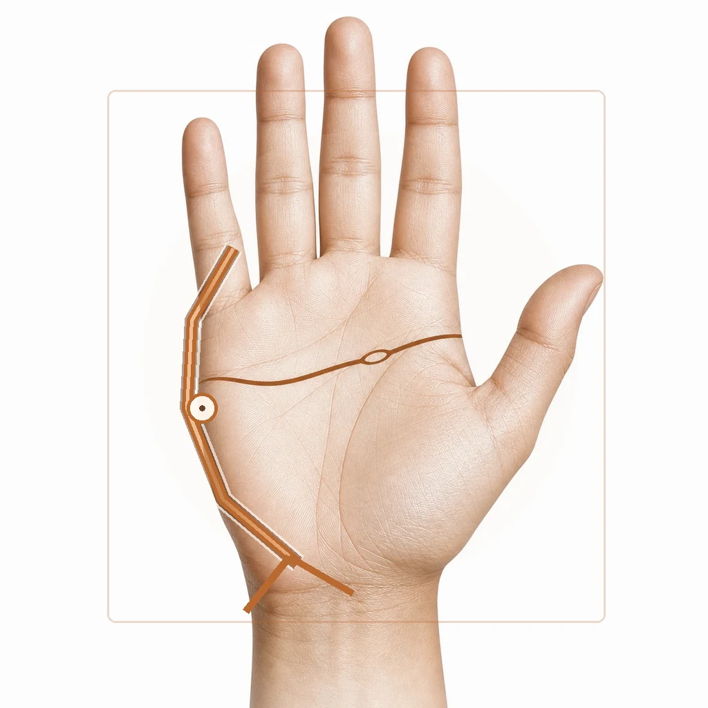 Palm diagram showing early, middle, and late forks on the life line